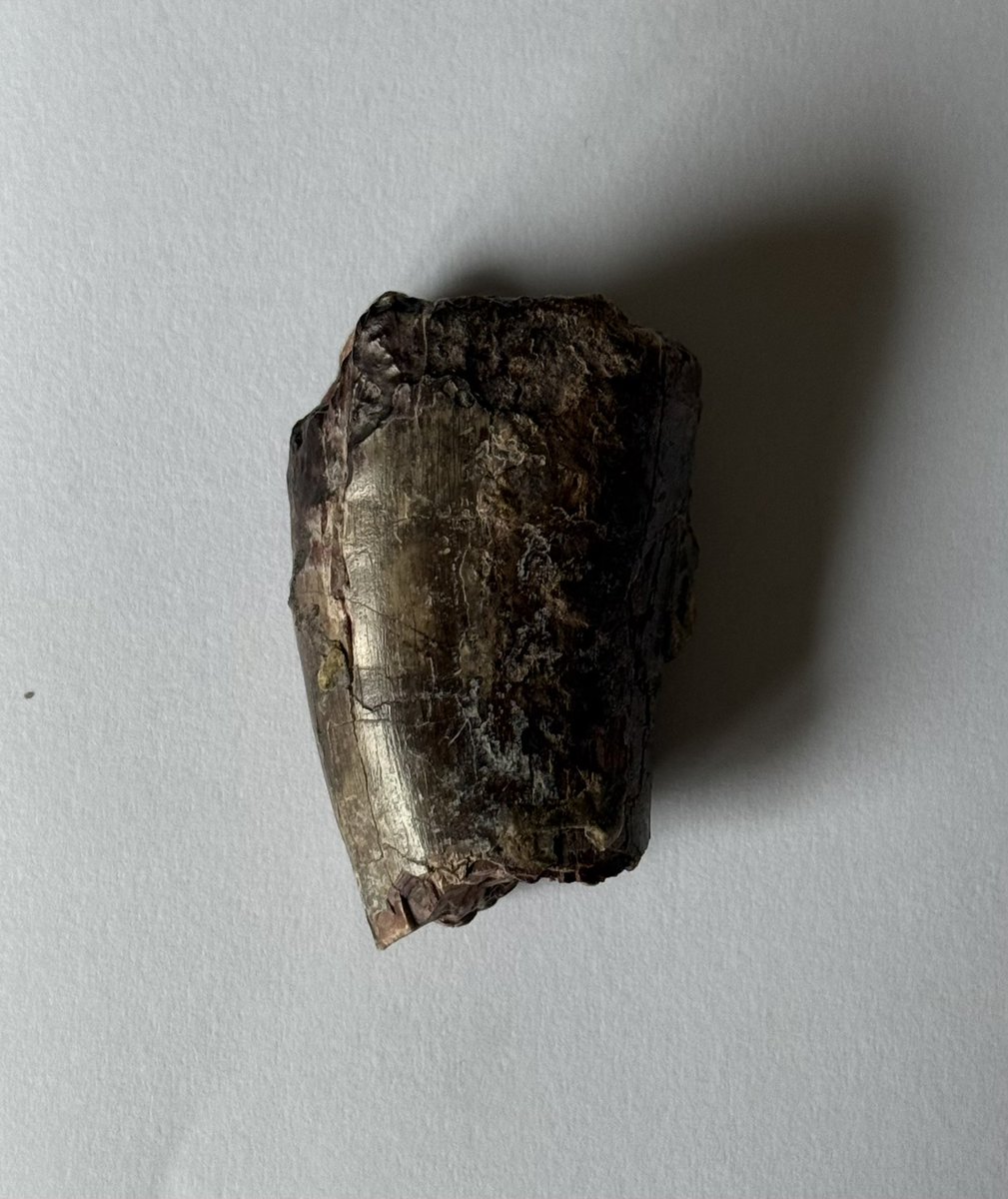 Angelo_Guad's tweet photo. My girlfriend got me this beautiful (partial) tooth of an Afrovanator  Abakensis 😁 🦖
Any advice to help me understanding whether is authentic or not ? 🙏 
Link in the thread ✌🏻
#dinosaurs #dino #paleontology @ThePalAss @TetZoo @SteveBrusatte https://t.co/MaYTOPty2u