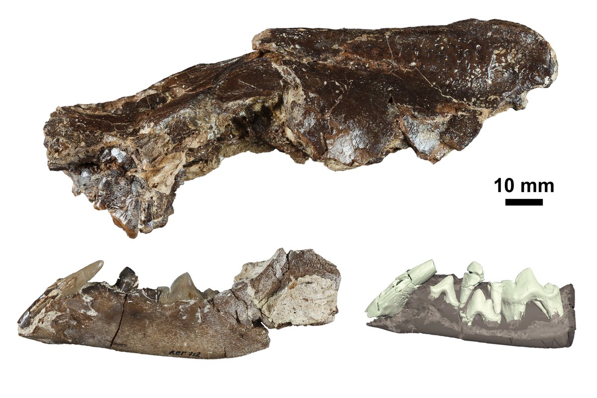 PaleoAlbertoValenciano (@paleo_alberto) on Twitter photo First occurrence of the large mustelid 💀🦡Ischyrictis zibethoides from the Middle Miocene of Southwestern Europe 🇪🇸 <a href="/PaleoDiego2000/">Diego Sánchez 🏳️🌈🇵🇸</a> <a href="/FractalBone/">Alejandro Pérez Ramos</a>
doi.org/10.1127/pala/2…
<a href="/ucc_complutense/">Unidad de Cultura Científica UCM</a> <a href="/geologicasUCM/">Facultad de Ciencias Geológicas</a> <a href="/mncn_csic/">Museo Nacional de Ciencias Naturales</a> <a href="/InfoUMA/">Universidad de Málaga</a> #paleontology #mustelid First occurrence of the large mustelid 💀🦡Ischyrictis zibethoides from the Middle Miocene of Southwestern Europe 🇪🇸 <a href="/PaleoDiego2000/">Diego Sánchez 🏳️🌈🇵🇸</a> <a href="/FractalBone/">Alejandro Pérez Ramos</a>
doi.org/10.1127/pala/2…
<a href="/ucc_complutense/">Unidad de Cultura Científica UCM</a> <a href="/geologicasUCM/">Facultad de Ciencias Geológicas</a> <a href="/mncn_csic/">Museo Nacional de Ciencias Naturales</a> <a href="/InfoUMA/">Universidad de Málaga</a> #paleontology #mustelid