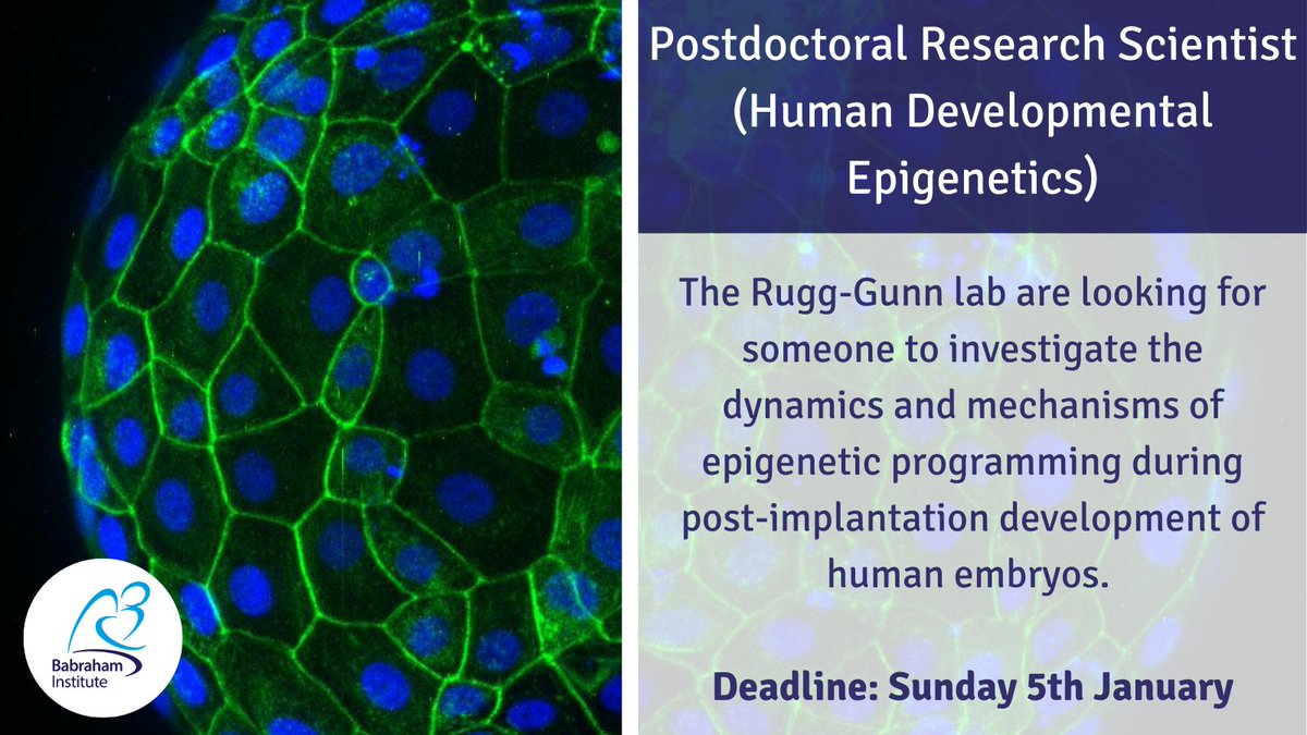 VACANCY: Postdoctoral Research Scientist
Join the Rugg-Gunn lab as they seek to understand early human development.

Deadline: 5th January
babrahaminstitute.livevacancies.co.uk/#/job/details/…