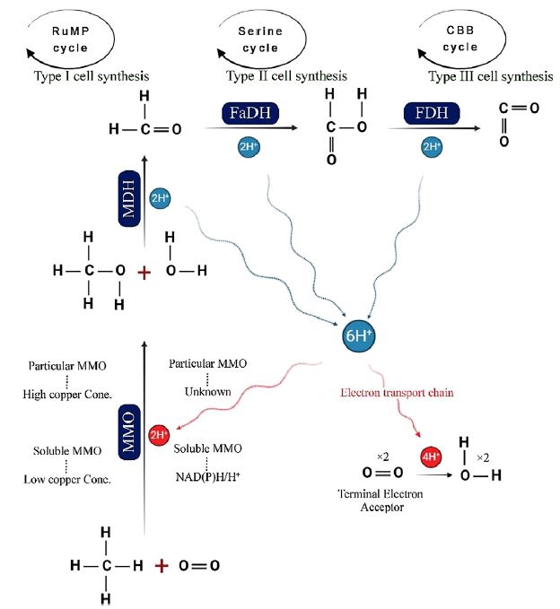AmindrMicrob85's tweet photo. #Bio_methanol, produced from waste biomass and #methanotroph_bacteria, offers a sustainable carbon capture solution. Challenges like gas transfer limit scale-up, but genetic engineering may boost efficiency. Full study: https://t.co/hBA2x2pgXc
#Elsevier #Microbiology https://t.co/Mby3FpQKLd