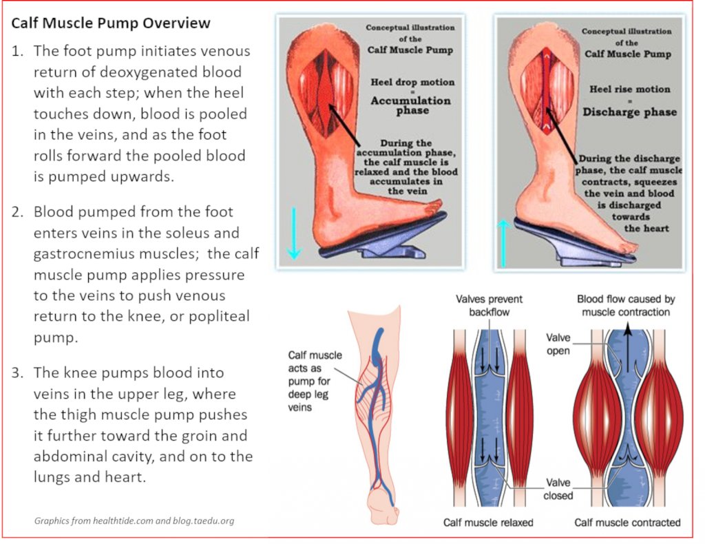 BreatheLesss's tweet image. Your calf muscles are your &quot;second heart&quot;. 

They pump blood back to the heart from the lower legs against gravity.  Every step you take activates this venous pump, improving circulation and reducing the buildup of waste products in your muscles, supporting oxygen delivery,…