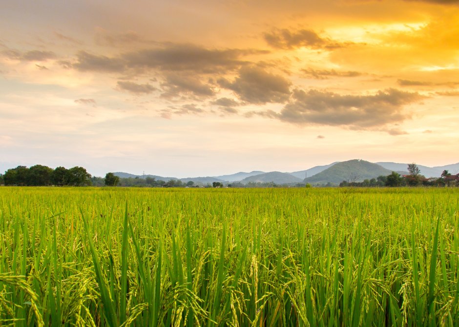 The Food Foundation tweet media