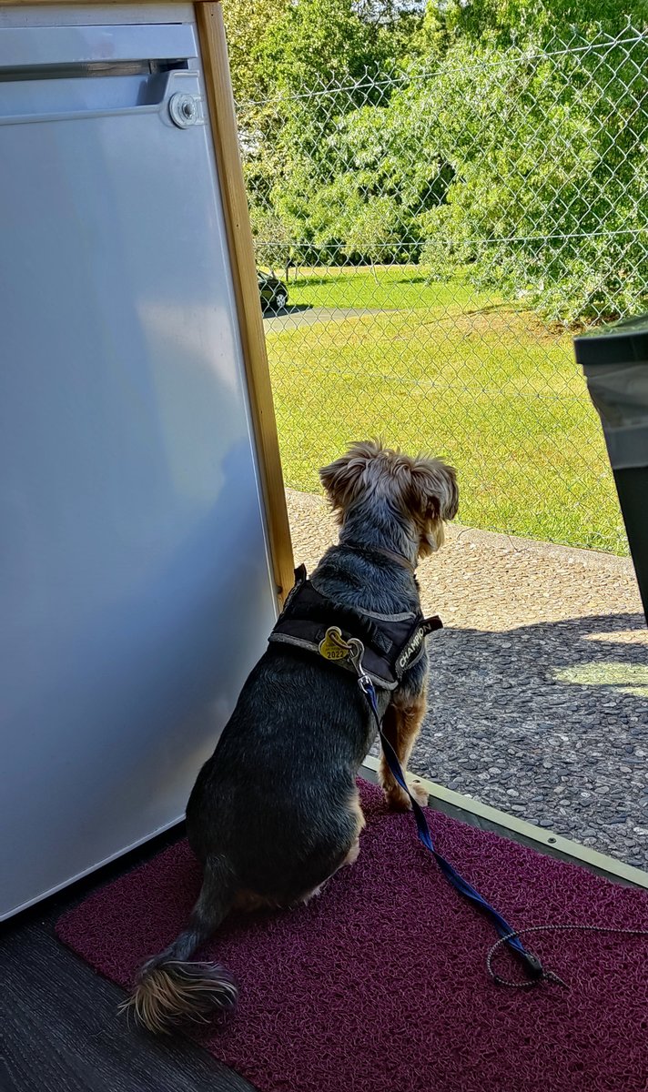 Nuevo Artículo en el blog de turismocamper.es
No Sin Mi Mascota:
Viajar en camper con perros es una aventura que transforma cualquier viaje en una experiencia inolvidable. No solo te brinda la oportunidad de explorar el mundo, sino también de fortalecer el lazo con tu m...