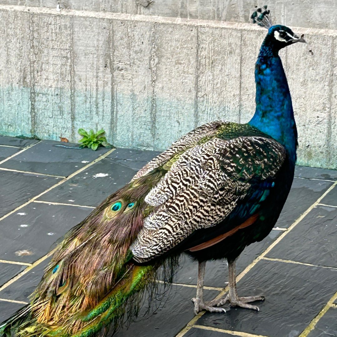 Let me in, it’s freezing! 🥶 – said the peacock to the lecturer as it strutted up to the lab doors. Even our campus royalty knows where the warmth is!

#BangorUni #JustAnotherDayAtBangor #PeacockProblems #ColdWeatherVibes #UniversityLife #LabChronicles #NatureOnCampus