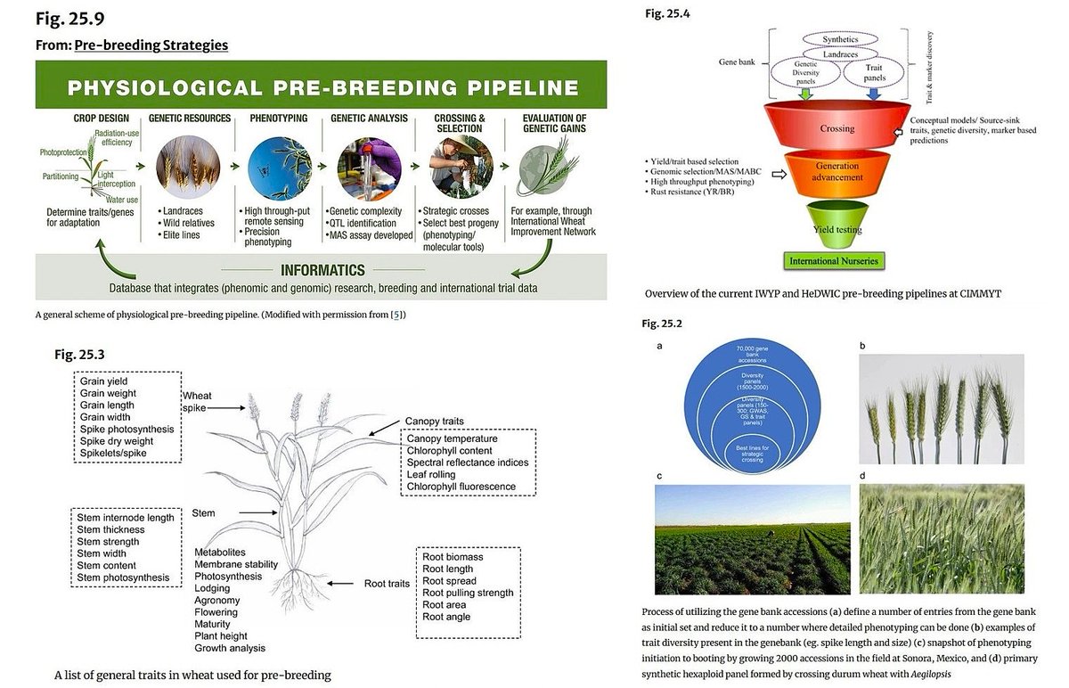 CzemborH's tweet photo. ➡️Pre-breeding Strategies
Sukumaran S., Rebetzke G., Mackay I.,
Bentley A.R., Reynolds M.P. 2022
In: Reynolds M.P., Braun HJ. (eds)
➡️Wheat Improvement.
- https://t.co/5vdqoUmVub
➡️ #wheat #plantbreeding #prebreeding
#landraces #CWR #Genomics
➡️#physiologicalbreeding #NGTs https://t.co/Y4R3YXv31o