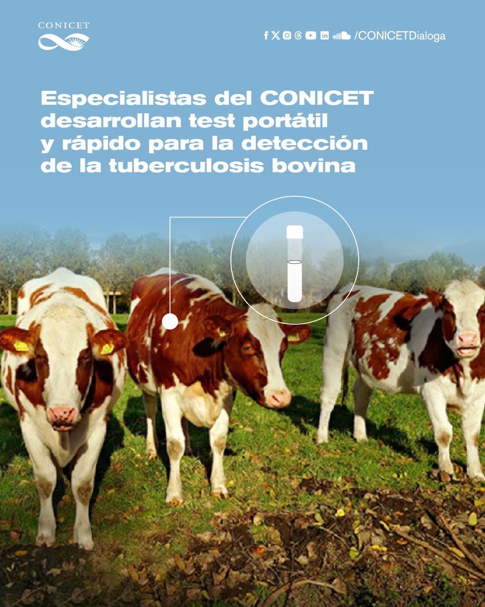 CONICETDialoga's tweet photo. 📌Especialistas del CONICET junto a colegas desarrollaron un test portátil y rápido para la detección de la tuberculosis bovina, una enfermedad bacteriana crónica que afecta al ganado y provoca pérdidas millonarias en el sector ganadero.

🔎Nota completa https://t.co/ZV7GCqkQZ7 https://t.co/2uHoRGHz48