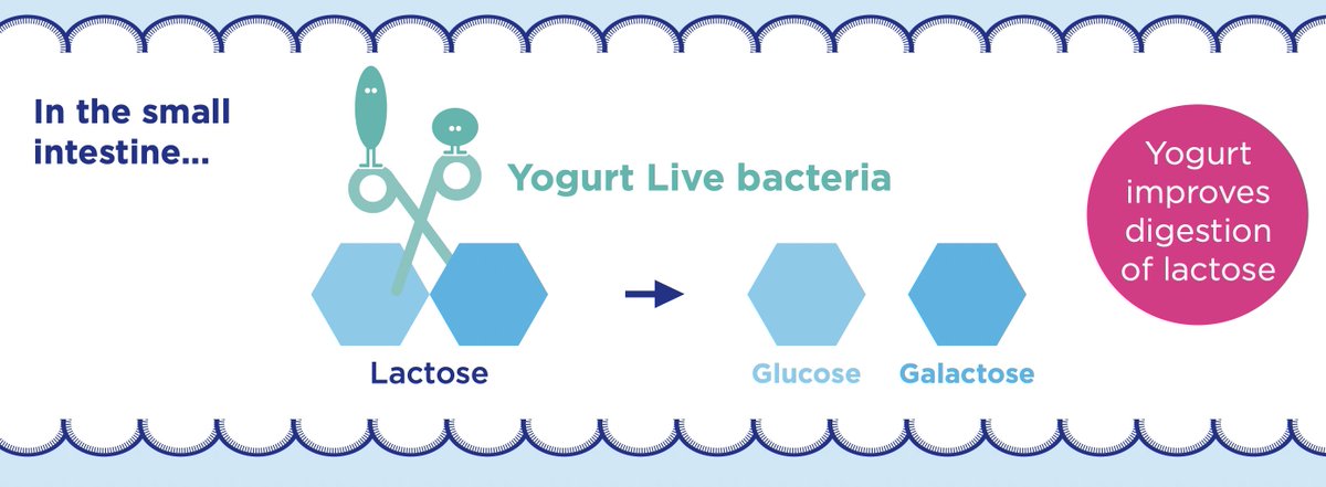 <a href="/FMPooler/">Family Med of Pooler</a> @mario_kratz <a href="/DietHeartNews/">Alan Watson</a> <a href="/creatorschmidt/">Dr. Patricia Schmidt | Psychology Ghostwriter</a> <a href="/DrHowardLiu/">Howard Liu, MD MBA</a> <a href="/YourCoachDavid/">David Haldorsen MA, ISSA-EPT-SCC-SN</a> <a href="/progressfitms/">Matthew Serd</a> <a href="/vidaclinic/">DenofThieves</a> <a href="/hormonedietdoc/">Dr. Jay Wrigley</a> What Happens to Milk During Yogurt Fermentation? 🥛➡️🍶

Yogurt's transformation is pure science in action! 🔬 During fermentation:
✔️ Lactose is broken down into glucose and galactose, creating lactic acid.
✔️ This lowers the pH, causing milk proteins to coagulate into yogurt's