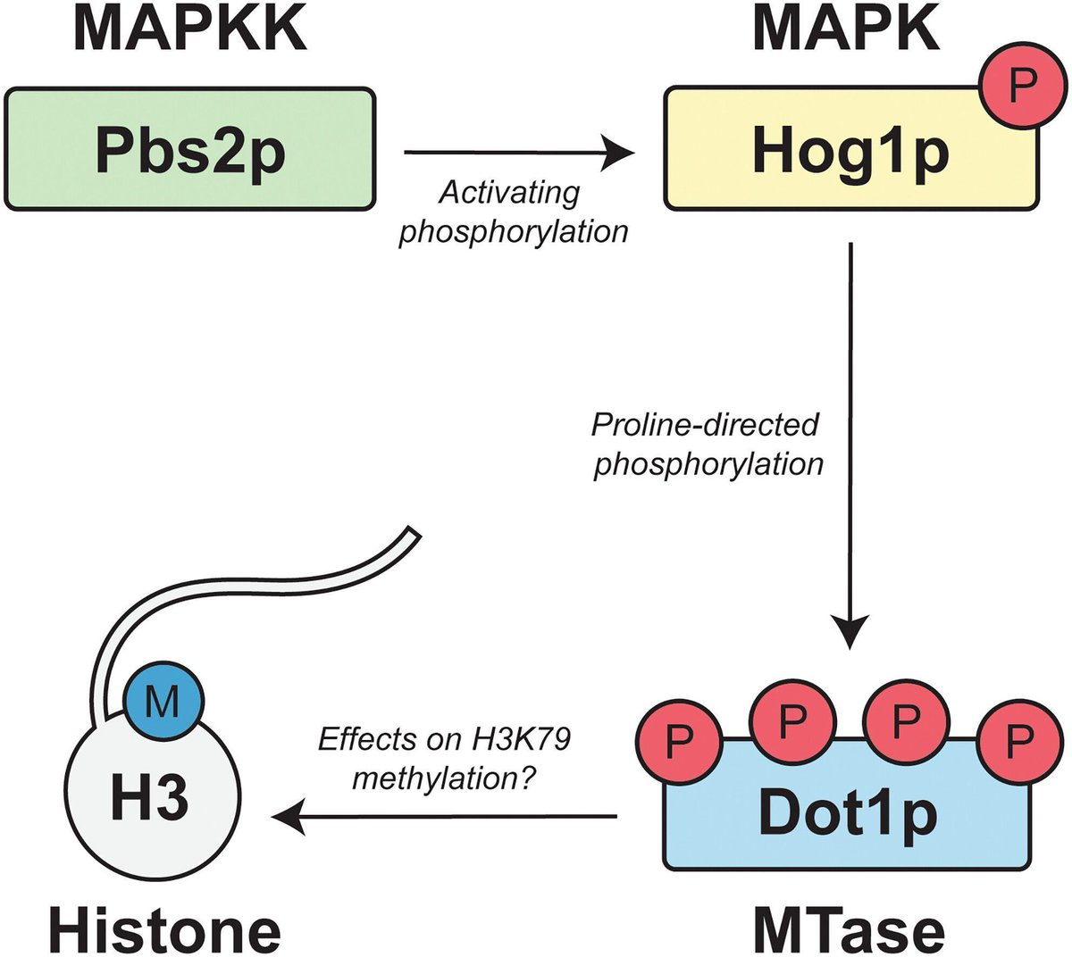 The FEBS Journal (@febsjournal) on Twitter photo ❄️ We hope you're having an ice week so far!
Today's #festiveFEBSJ #Editorschoice is brought to you by:
🕵️ <a href="/rjseparovich/">Ryan Separovich</a>, Wilkins & team, who identified two new #kinases that regulate the #histone methyltransferase DOT1L
Find out more here: buff.ly/4iLTDgz ❄️ We hope you're having an ice week so far!
Today's #festiveFEBSJ #Editorschoice is brought to you by:
🕵️ <a href="/rjseparovich/">Ryan Separovich</a>, Wilkins & team, who identified two new #kinases that regulate the #histone methyltransferase DOT1L
Find out more here: buff.ly/4iLTDgz