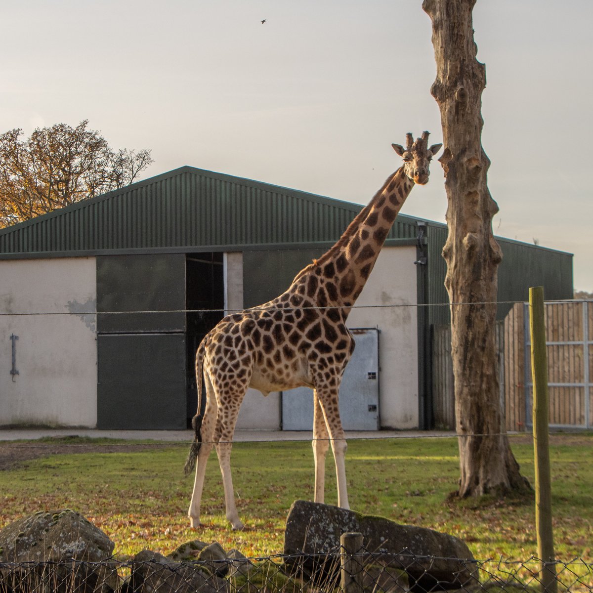 KnowsleySafari's tweet photo. 🌇 ✨ Nothing beats the winter sun with our stunning giraffe!

Explore more winter wonders with us this weekend from just £15: https://t.co/XlvkAdirHa

#GoldenHour #Giraffe https://t.co/F0AcbHFmZu