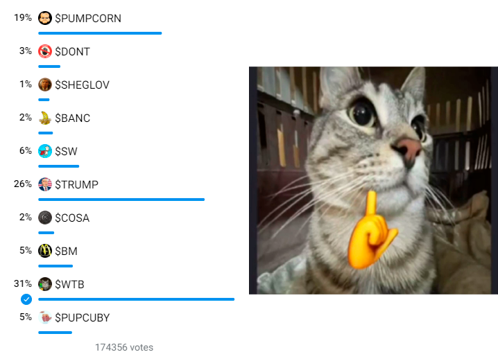 cat from blum bot | WTB tweet media