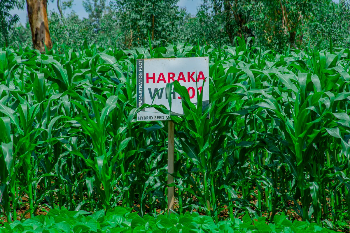 Ngoma District tweet media