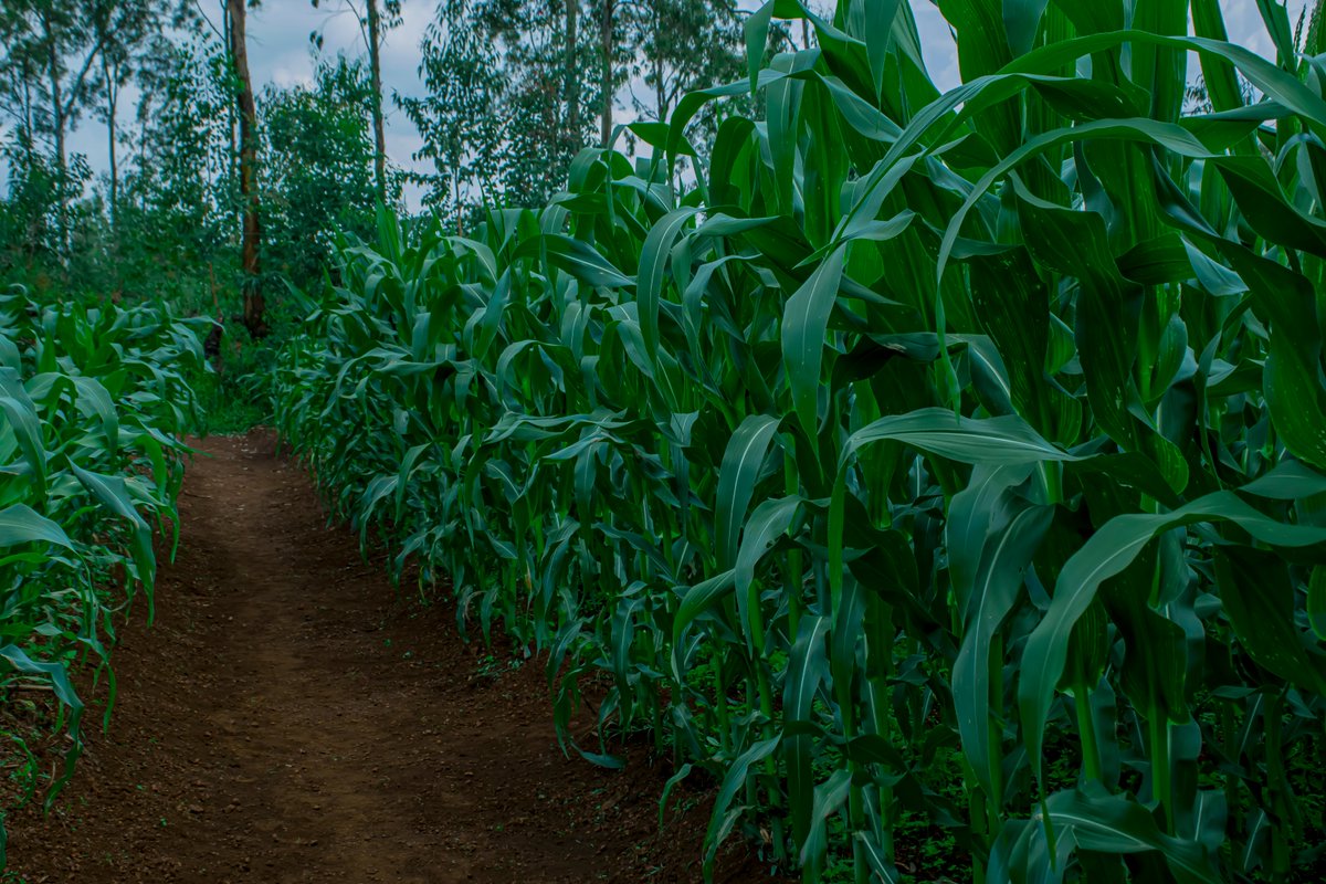 Ngoma District tweet media