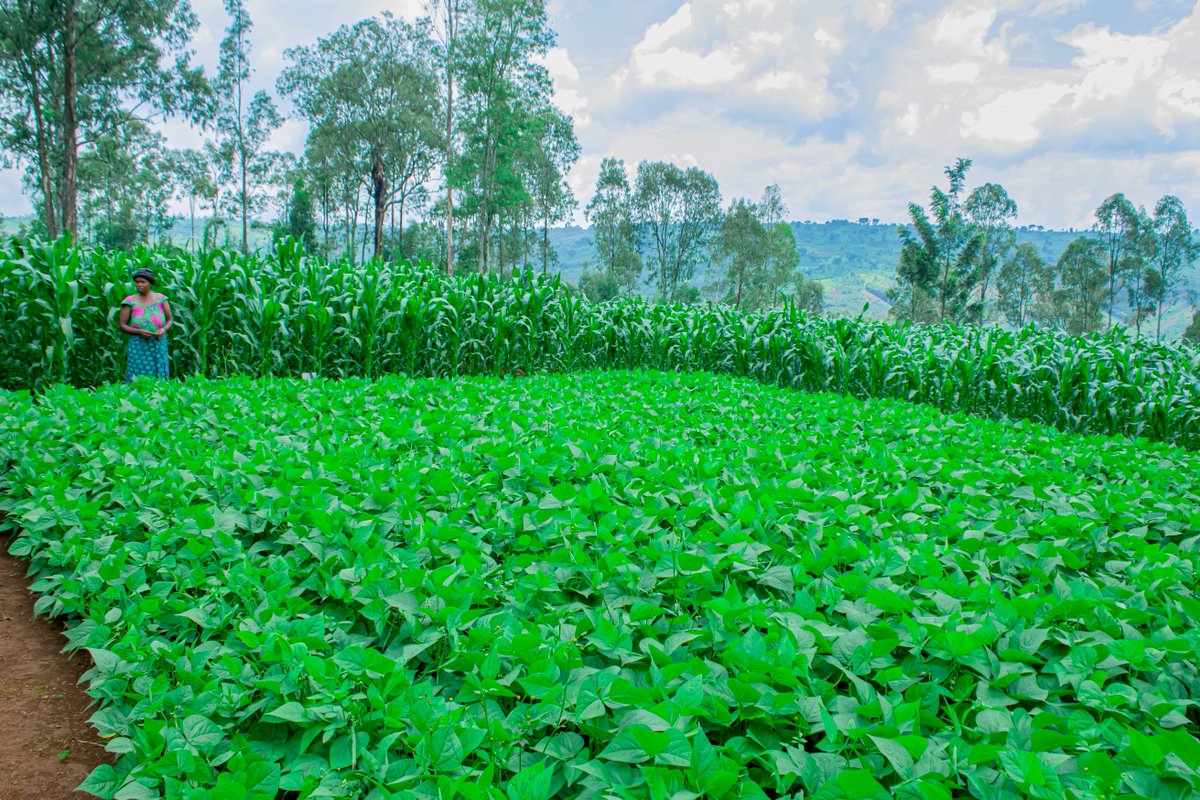 Ngoma District tweet media