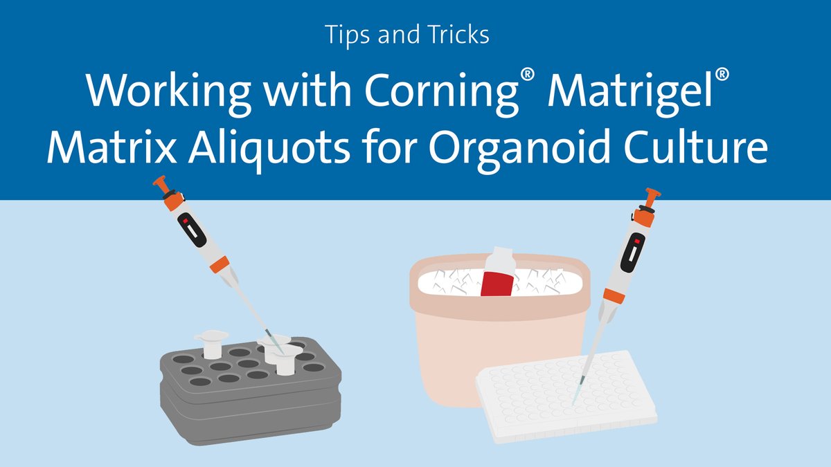 Working with Corning® Matrigel® Matrix Aliquots for Organoid Culture? Use our new infographic to learn the top tips and tricks to help your research go smoothly: ms.spr.ly/6010oPngp