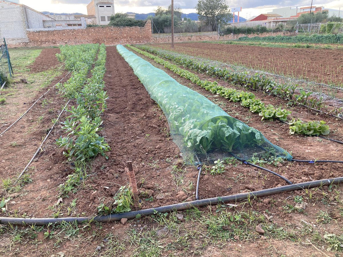 Red Espacios Test Agrarios tweet media