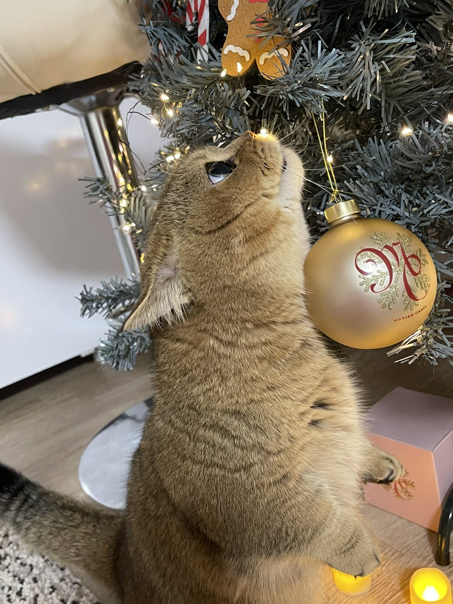 yana_k_lamb's tweet photo. Louis also trying to be festive @MariahCarey 🐱❤️ (last pic is really funny, hahaha)😂 #MariahSZN #MariahCollection30 https://t.co/2ry7pnz5r1