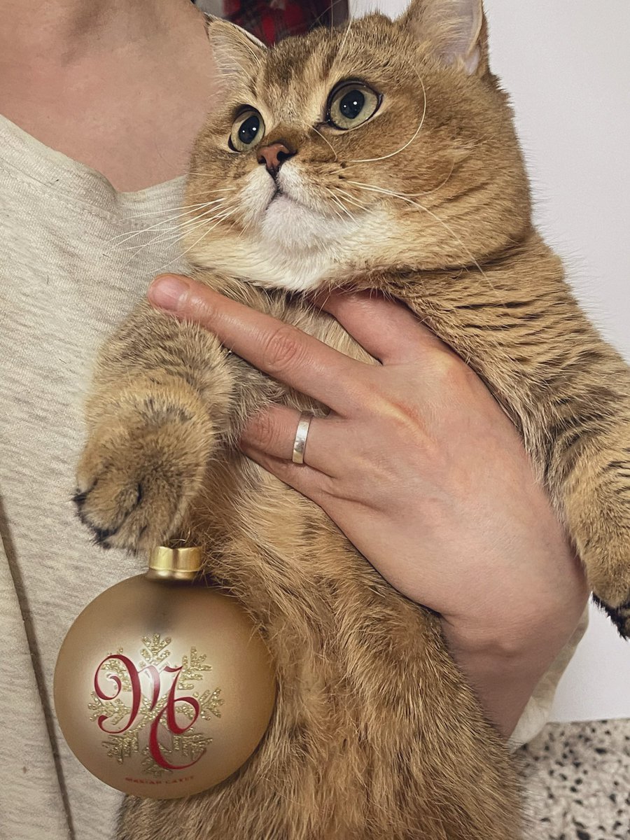 yana_k_lamb's tweet photo. Louis also trying to be festive @MariahCarey 🐱❤️ (last pic is really funny, hahaha)😂 #MariahSZN #MariahCollection30 https://t.co/2ry7pnz5r1