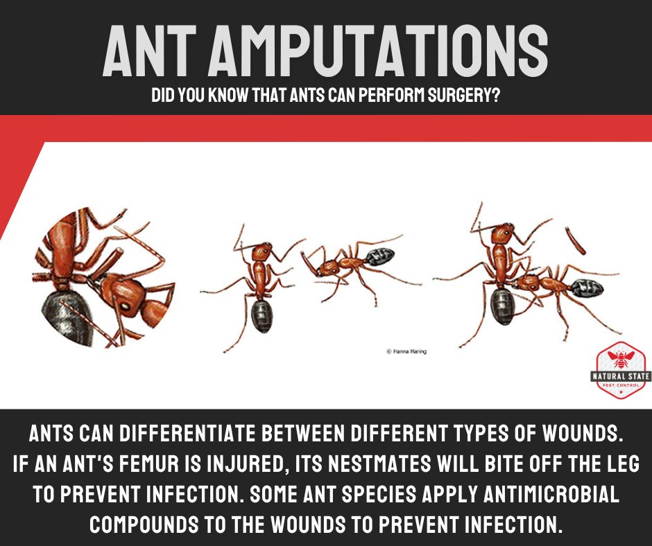Ants aren't just tiny creatures! They're also skilled surgeons! 🐜🩺  (Image: Hanna Haring)
#ants