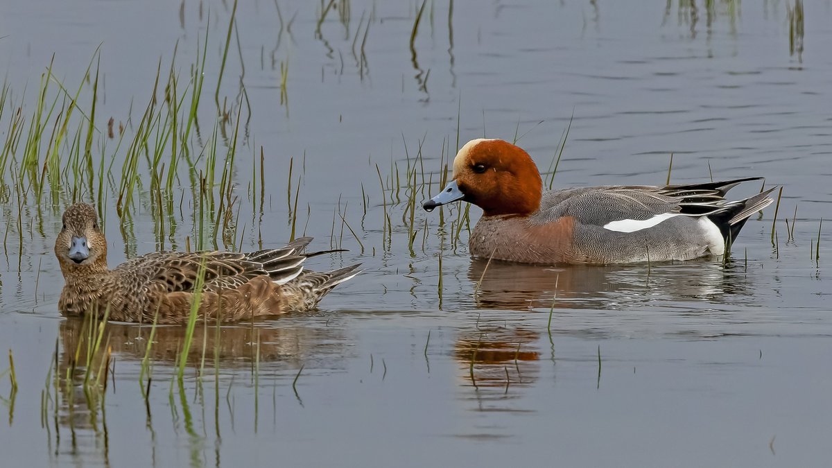#Beobachtungstipp: Die #Schweiz ist ein Ferienparadies für #Wasservögel. Störungsfreie Nahrungs- &amp; Ruheplätze sind für die #Wintergäste essenziell. Ein spezieller Gast ist die #Pfeifente, die sich derzeit im #Ostergau, am #Mauensee, in #Sempach und in #Luzern zeigt. © Fritz Sigg