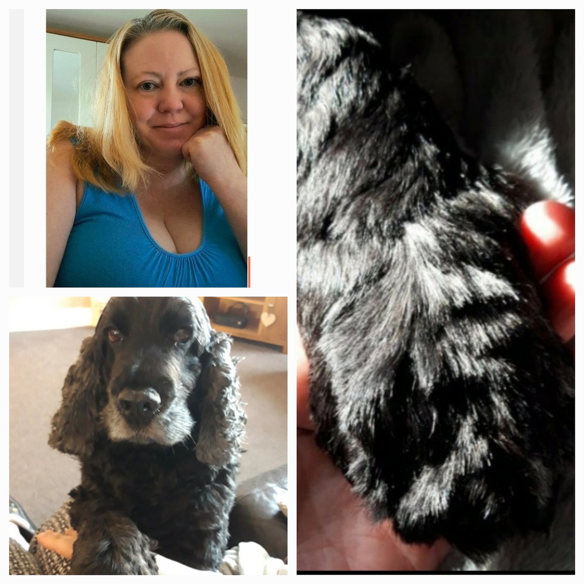 Gill ~ Cocker Spaniels Archie 🌈 Molly🌈 tweet media