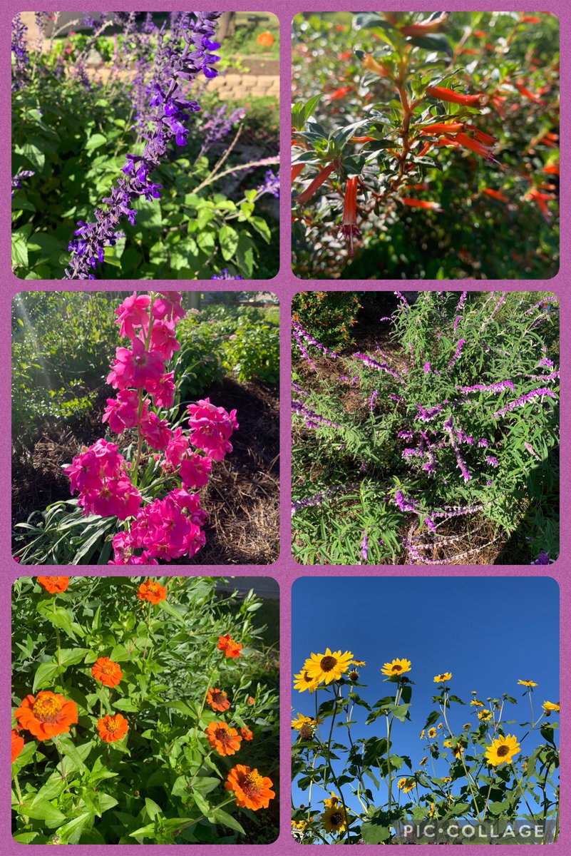 Elaine Winger (@wingerrtgg) on Twitter photo Beautiful colors abound in the Sampson gardens. <a href="/readygrowgarden/">Ready to Grow Garden</a> <a href="/SampsonPTO/">Sampson PTO</a> <a href="/SampsonElem/">Sampson Elementary</a> <a href="/2ndgradeSampson/">Sampson2ndgrade</a> <a href="/3rdGradeSampson/">Sampson 3rd Grade</a> Beautiful colors abound in the Sampson gardens. <a href="/readygrowgarden/">Ready to Grow Garden</a> <a href="/SampsonPTO/">Sampson PTO</a> <a href="/SampsonElem/">Sampson Elementary</a> <a href="/2ndgradeSampson/">Sampson2ndgrade</a> <a href="/3rdGradeSampson/">Sampson 3rd Grade</a>
