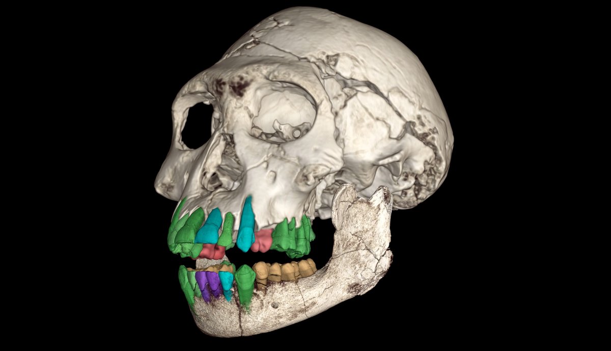 Amazing study published in Nature! Christopher P.E. Zollikofer and his international team of researchers used advanced imaging techniques to analyze the dental microstructure of an 1.77 million-year-old fossil of early Homo from Georgia.