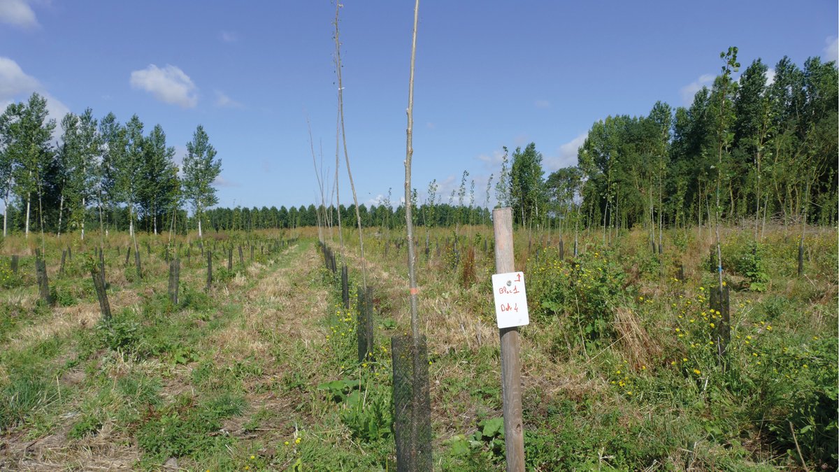 ❄️ Conserver les plançons de peuplier au froid pour favoriser la plantation

Sous la houlette du Conseil national du peuplier, les chercheurs et techniciens du CNPF-IDF et de FCBA ont mis au point un protocole expérimental pour conserver les plançons de peuplier dans un contexte