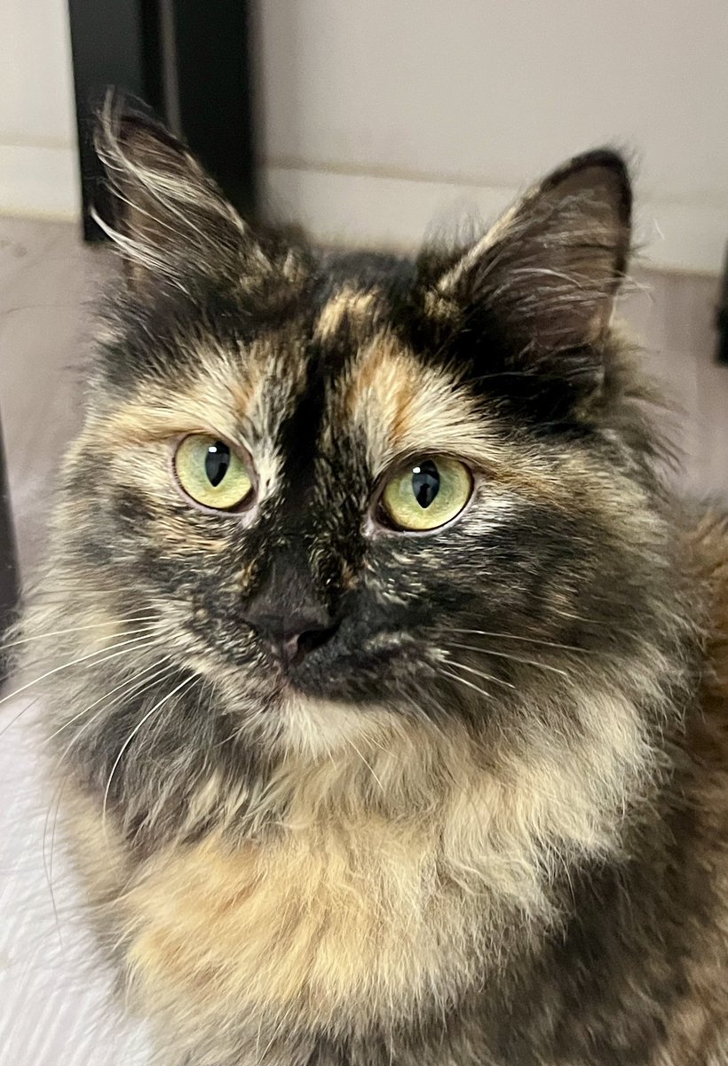 Esta es mi compañera actual 🥰 Está en la clínica haciendo cuarentena para realizar los test de FIV/FELV. Tiene 6 mesitos y busca casa. El carácter es inmejorable. Súper cariñosa y buena ♥️