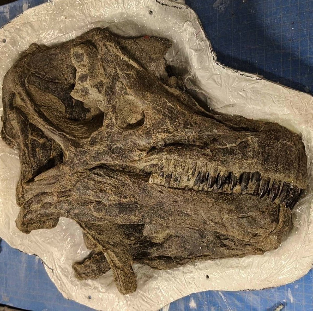 Abydosaurus, North America’s last sauropod before a 35 million year hiatus on the continent. It was fairly medium sized, probably around 18 meters or so.