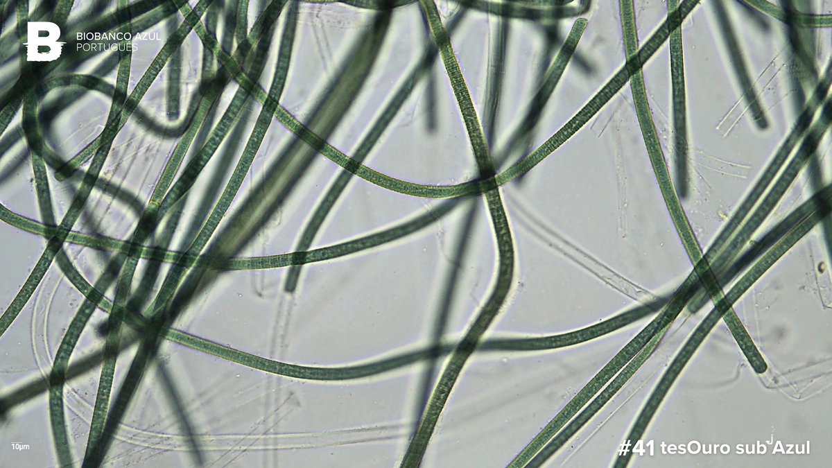 biobancoazulpt's tweet photo. The 𝘁𝗲𝘀𝗢𝘂𝗿𝗼 𝘀𝘂𝗯 𝗔𝘇𝘂𝗹 of this week is a filamentous cyanobacterial strain that produces dimethylsulfoniopropionate (DMSP). 

Despite its complex name, this compound is crucial in regulating our planet's climate🌡🌏! 

@CiimarUp 
@LEGECC https://t.co/gem5d9KB5i
