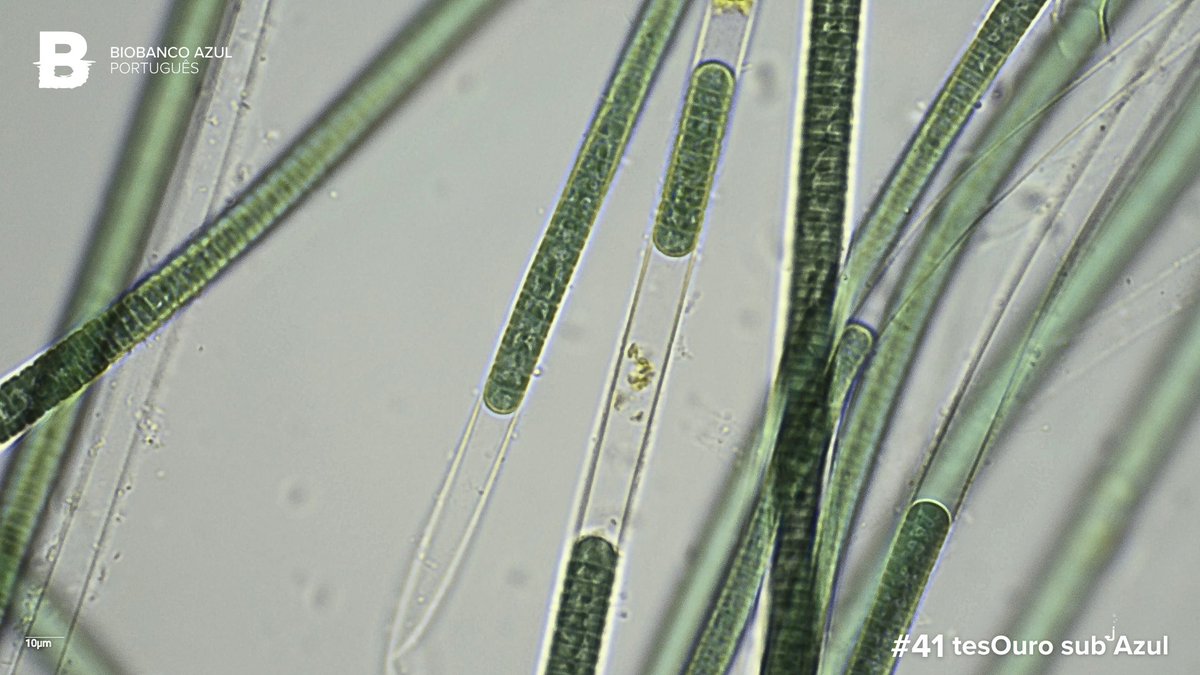 The 𝘁𝗲𝘀𝗢𝘂𝗿𝗼 𝘀𝘂𝗯 𝗔𝘇𝘂𝗹 of this week is a filamentous cyanobacterial strain that produces dimethylsulfoniopropionate (DMSP). 

Despite its complex name, this compound is crucial in regulating our planet's climate🌡🌏! 

<a href="/CiimarUp/">CIIMAR-UP</a> 
<a href="/LEGECC/">LEGE-CC</a>