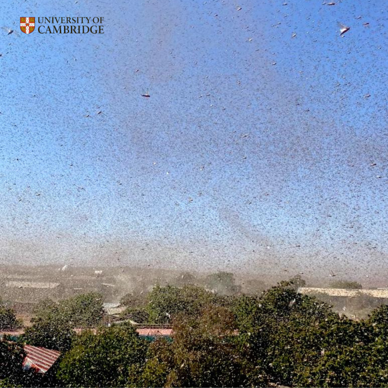 Cambridge_Uni's tweet photo. How does a solitary insect cause riots and mass starvation? It just needs a trigger.
 
Scientists from @PlantSci and @FAO have developed a new tool that will help national agencies to manage huge swarms of desert locusts before they devastate food crops in Africa and Asia 👇