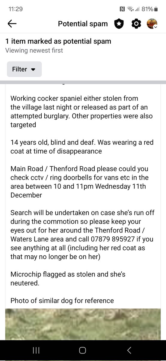 lisaphipps15's tweet photo. More info on Cocker #Stolen #Middleton nr #Banbury #OX17 https://t.co/EmasltqvqZ