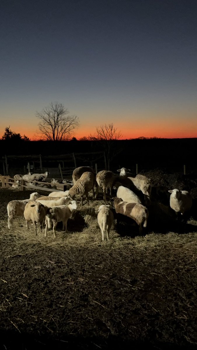 Everyone is piling in on the round bale this cool breezy morning