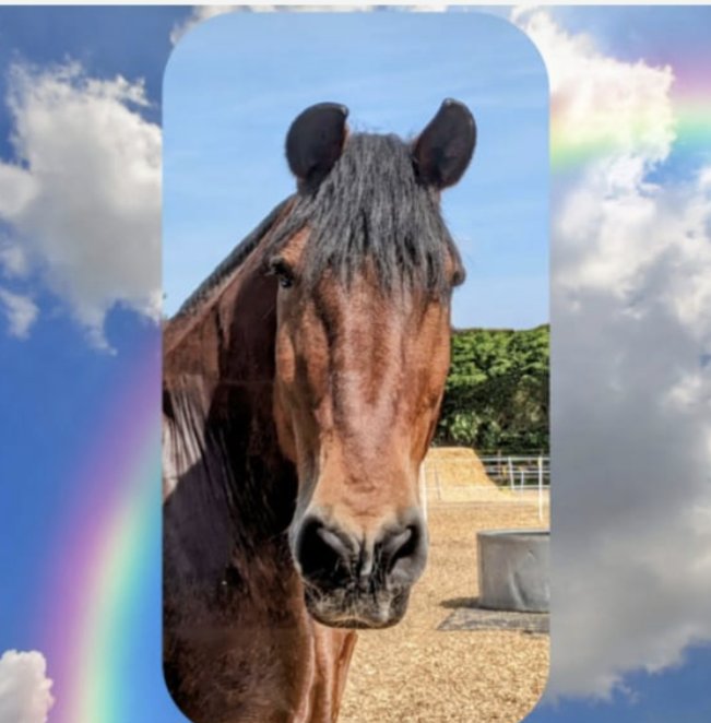 RPH Dexter (Unique) tweet media