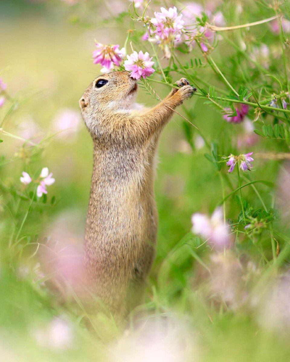 JeanetteEliz's tweet photo. Hello Everyone! 💛 Have a beautiful day  💞🌸💕 https://t.co/CTVFHXmUc2