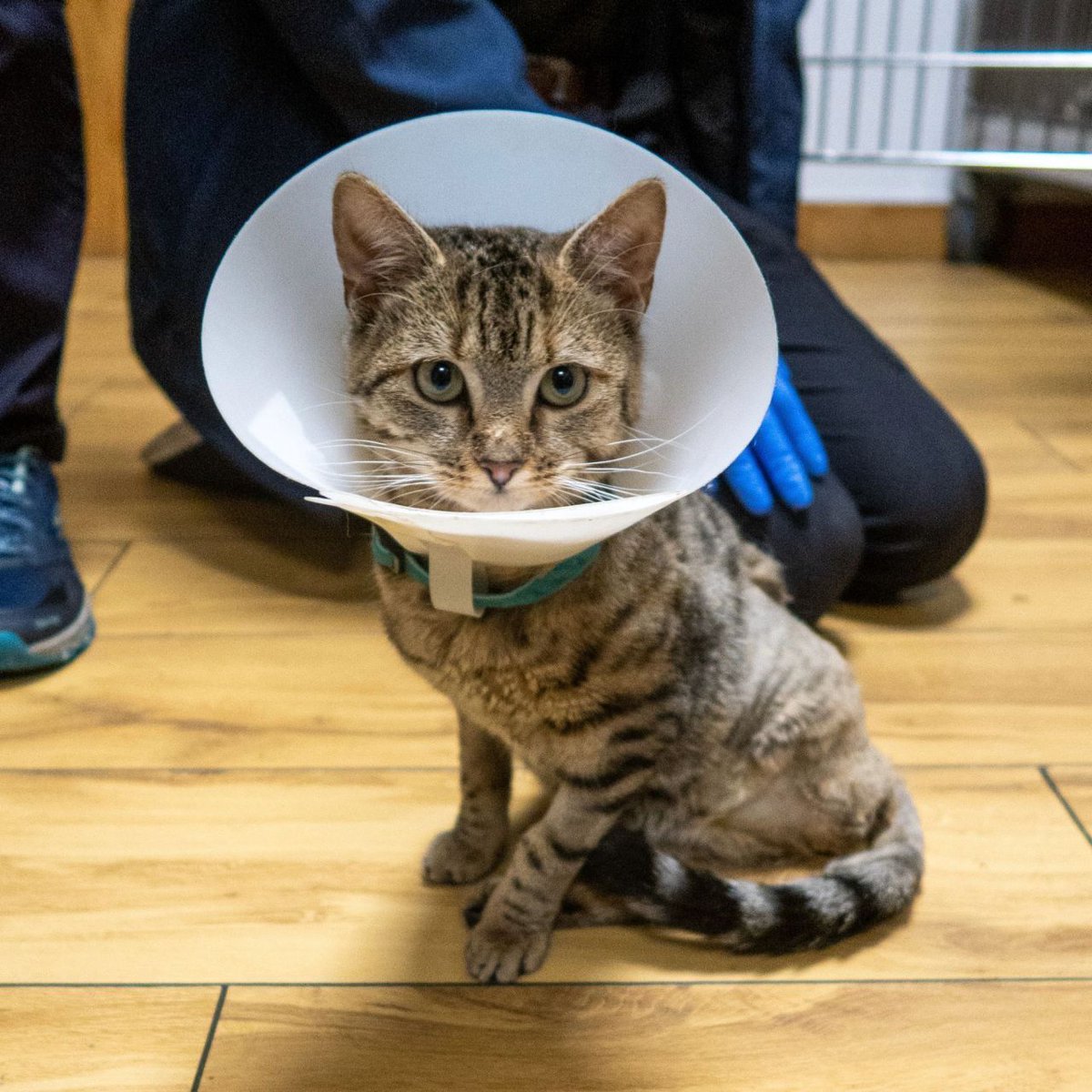 USPCA Official tweet media