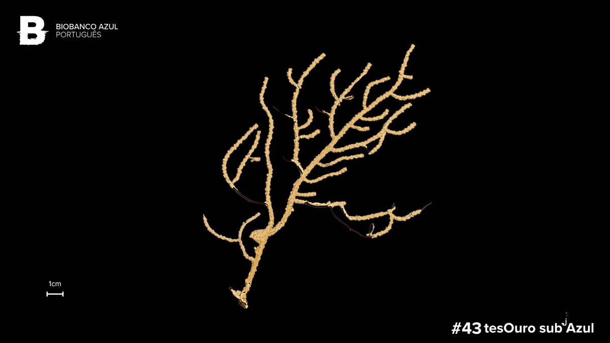 The 𝘁𝗲𝘀𝗢𝘂𝗿𝗼 𝘀𝘂𝗯 𝗔𝘇𝘂𝗹 of this week is a specimen of the coral 𝘌𝘶𝘯𝘪𝘤𝘦𝘭𝘭𝘢 𝘷𝘦𝘳𝘳𝘶𝘤𝘰𝘴𝘢 (Pallas, 1766).

This octocoral produce eunicellins - 𝗰𝗼𝗺𝗽𝗼𝘂𝗻𝗱𝘀 𝘄𝗶𝘁𝗵 𝗮𝗻𝘁𝗶𝗺𝗶𝗰𝗿𝗼𝗯𝗶𝗮𝗹 𝗮𝗻𝗱 𝗮𝗻𝘁𝗶-𝗶𝗻𝗳𝗹𝗮𝗺𝗺𝗮𝘁𝗼𝗿𝘆 𝗮𝗰𝘁𝗶𝘃𝗶𝘁𝘆.
