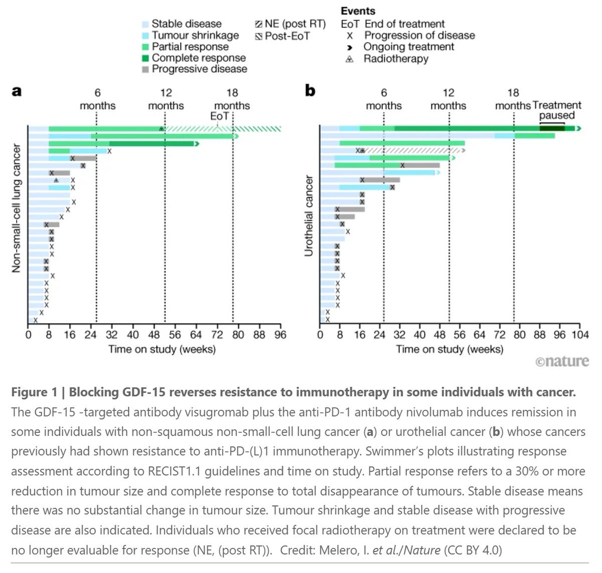 Anti-GDF15 antibodies can reverse cancer cachexia

If that's not promising enough, they can reverse resistance to immunotherapy with anti-PD1 antibodies, too: