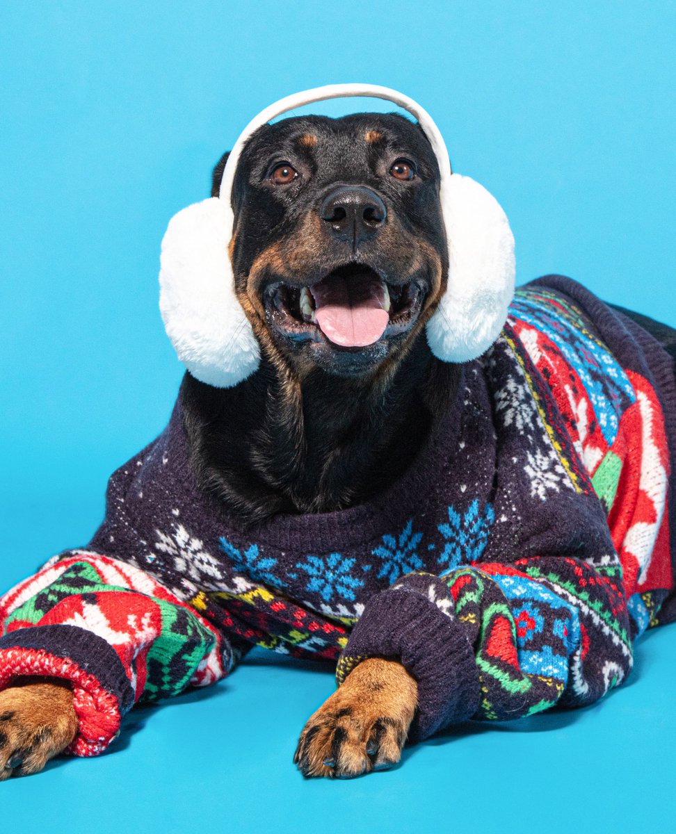 'Tis the season to be cosy🎄⁠
⁠
Happy Christmas Jumper Day!

Love Pooch &amp; Mutt and @roxy.rottweilerx⁠ x

#PoochAndMutt #Christmas #ChristmasGiftsForDogs