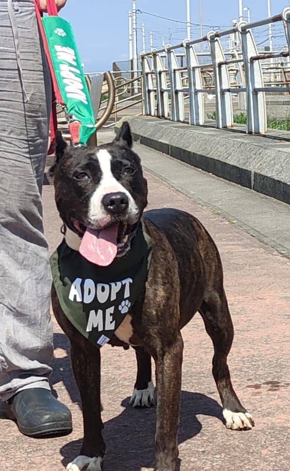 We wanted to mention the wonderful Hennessy again. 
She is 7yrs old and is brilliant with people and gets on great with most male dogs
No cats or female dogs for this girl please.
oehfoundationdogrescue.com/dogs-for-adopt…
#Blackpool #Preesall #Morecambe #LANCASHIRE #Preston #Fleetwood