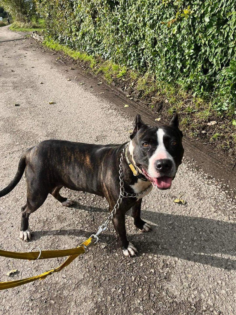 Hennessy has been through so much in her life, please listen to her story- She came as a shell of a dog who was against the world because of how she had been treated - forced to fight and she refused so she was hurt badly
oehfoundationdogrescue.com/dogs-for-adopt…
#Blackpool #Preesall #LANCASHIRE