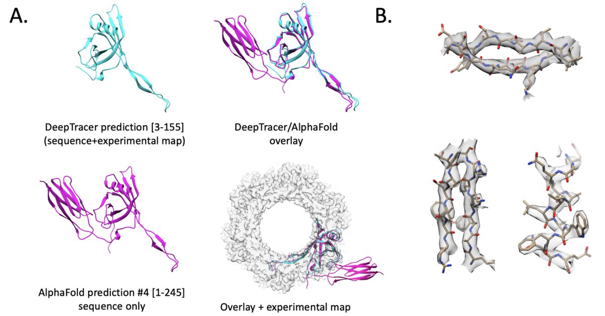 When life gives you lemons: "Here, we show a workflow we used for the identification of a contaminant from a cryoEM grid without prior knowledge of protein sequence..." in other words "direct sequence identification from the cryoEM map"