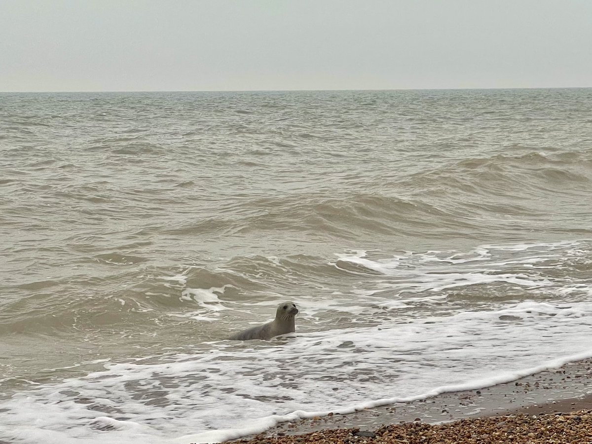 AngelikaHTCG's tweet image. Another dull day &amp;amp; young friend sensing the frustration, kept us entertained 🦭 … a strong current prevented any substantial mileage … water 8c, air 5c #polarbearchallenge #wildswimming #beachlife #ThursdayTreat @bbcsoutheast @TheSnowDreamer @StormHour #EastSussex ♥️