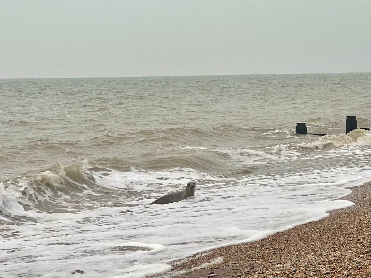 AngelikaHTCG's tweet image. Another dull day &amp;amp; young friend sensing the frustration, kept us entertained 🦭 … a strong current prevented any substantial mileage … water 8c, air 5c #polarbearchallenge #wildswimming #beachlife #ThursdayTreat @bbcsoutheast @TheSnowDreamer @StormHour #EastSussex ♥️