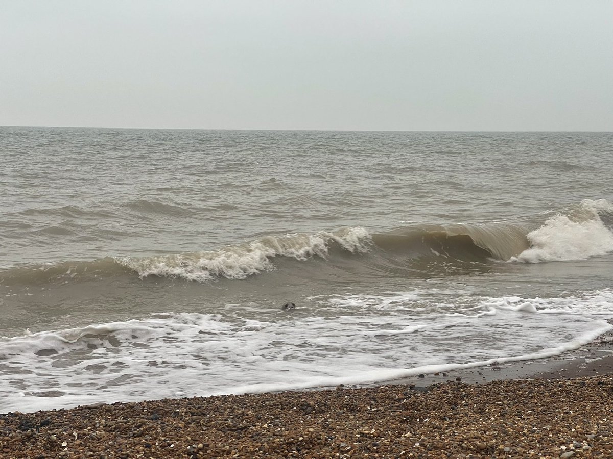 AngelikaHTCG's tweet image. Another dull day &amp;amp; young friend sensing the frustration, kept us entertained 🦭 … a strong current prevented any substantial mileage … water 8c, air 5c #polarbearchallenge #wildswimming #beachlife #ThursdayTreat @bbcsoutheast @TheSnowDreamer @StormHour #EastSussex ♥️