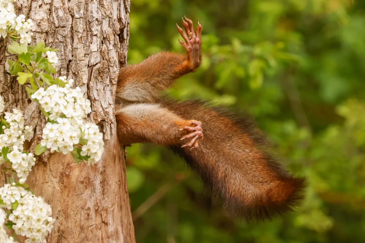 Looks like I’m the most viral $squirrel of the year 

3LJTjsM7KxNNVgJjtL8fciFRZE5k1ReSvWhuo9V9pump