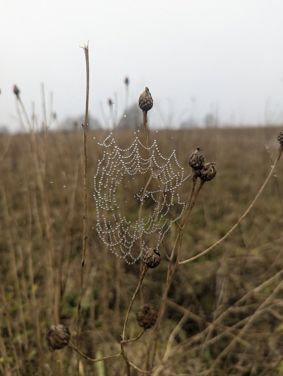 DrLauraJames's tweet image. Winter #wildflowers are beautiful too! 😍 #biodiversity #margin #wild #agriculture #farming #food