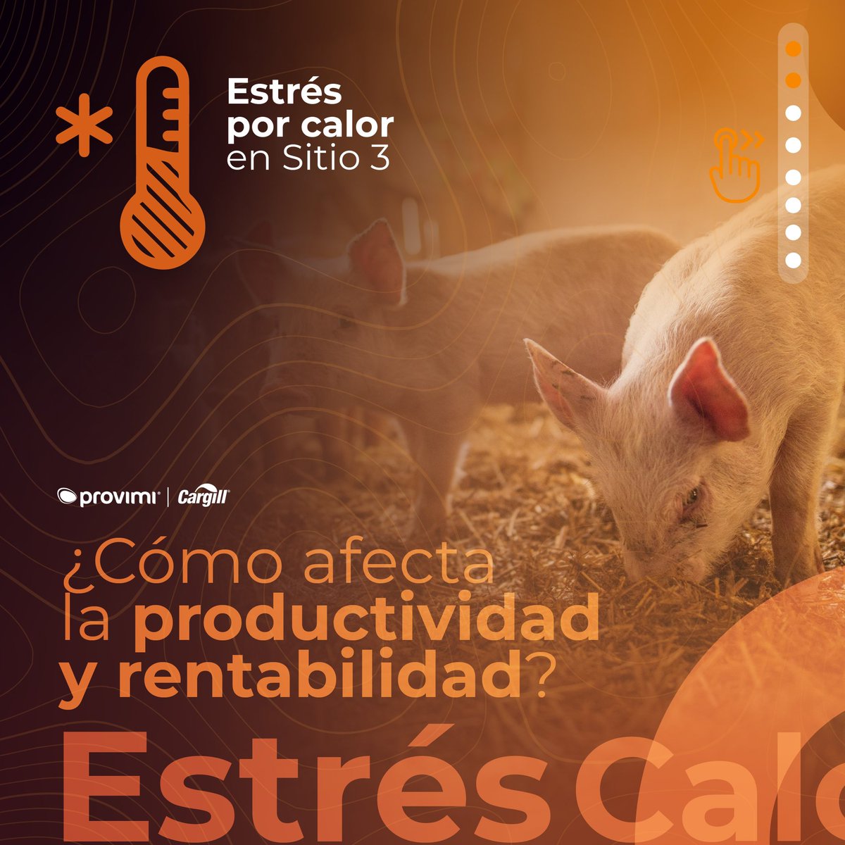 provimiarg's tweet photo. #EstrésCalórico: un desafío para la producción porcina🐖 https://t.co/SwTgSNI91Y