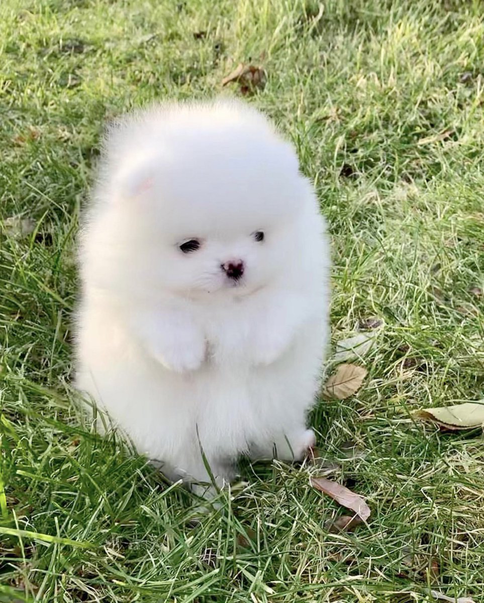 確認ページ♡ポメラニアン 激かわ動物 on X